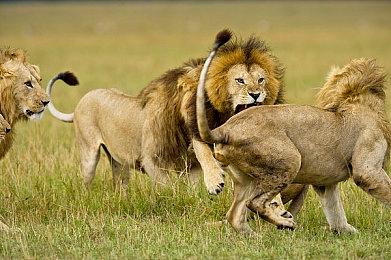 第五届非官方CR杯《街头霸王6》大赛6月30日举行 