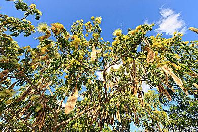 《九魂的久远》5月30日多平台发售 2D横版猫咪动作