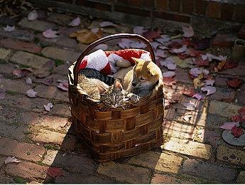 《莱莎的炼金工房3》11月24日公布新PV NS版实机演示