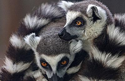 万代南梦宫发布 《风之少年克罗诺亚》OST电台精选